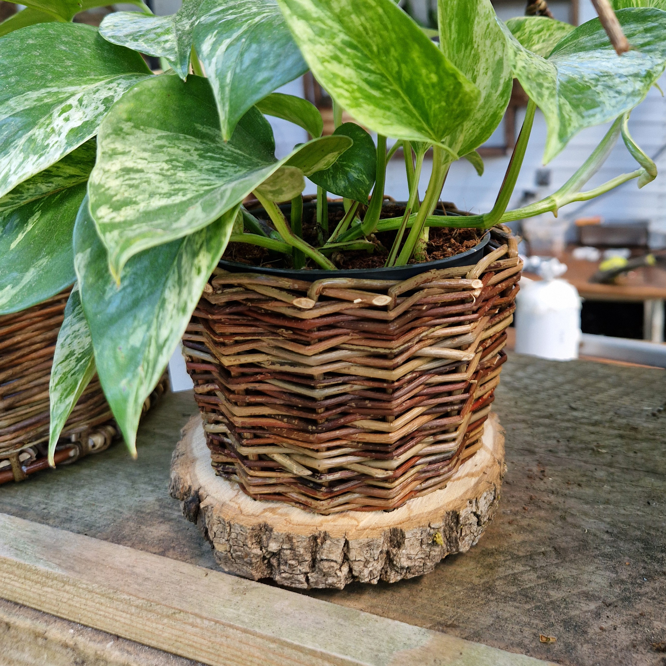 Cache pot naturel. Stages de vannerie artisanale traditionnelle à l'atelier Vannerie Libre de Tours.