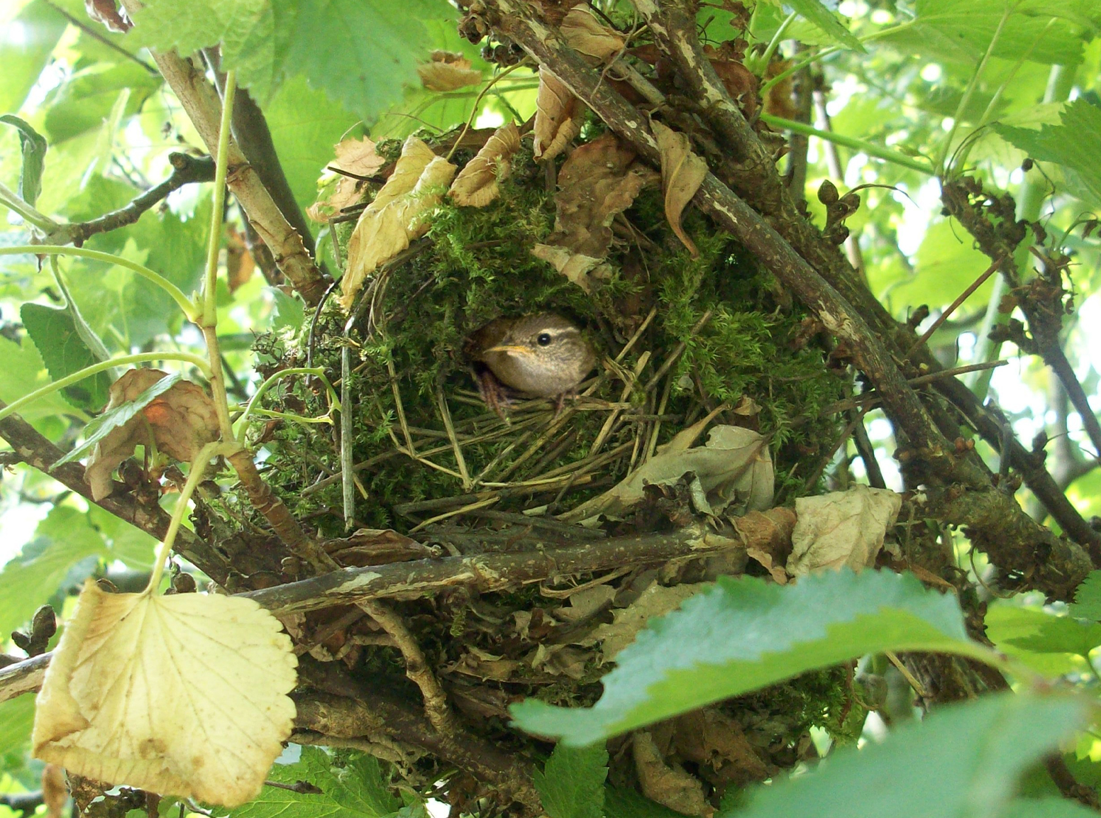 Nid de l'oiseau troglodyte mignon. La nature inspire la vannerie artisanale des maîtres vanniers.